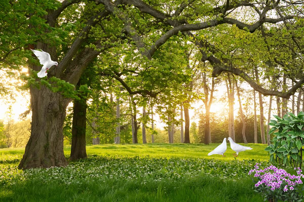 Fototapet porumbeii își strălucesc albul în zori într-o pădure verde
