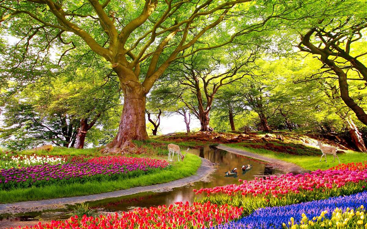 Fototapet varietate de nuanțe de vară în adâncurile pădurii