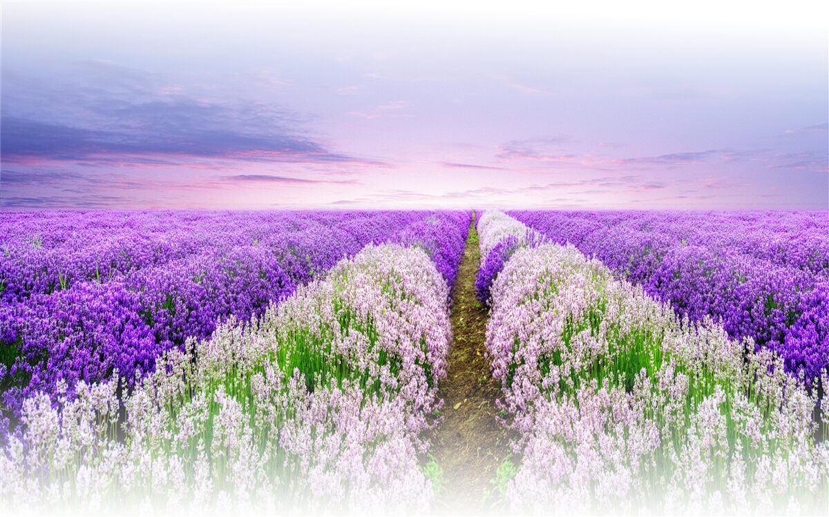 Fototapet câmp cu lavandă parfumată în pajiști