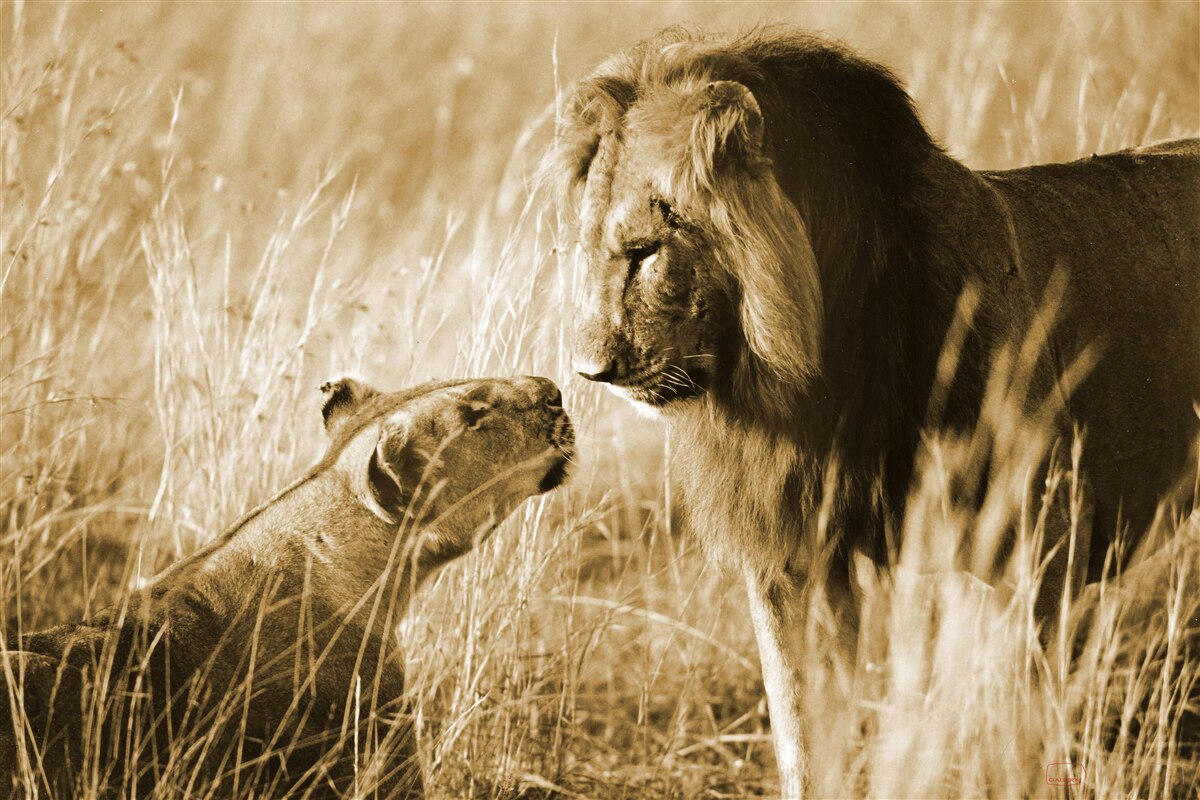 Fototapet leul și leoaica ajung să se cunoască