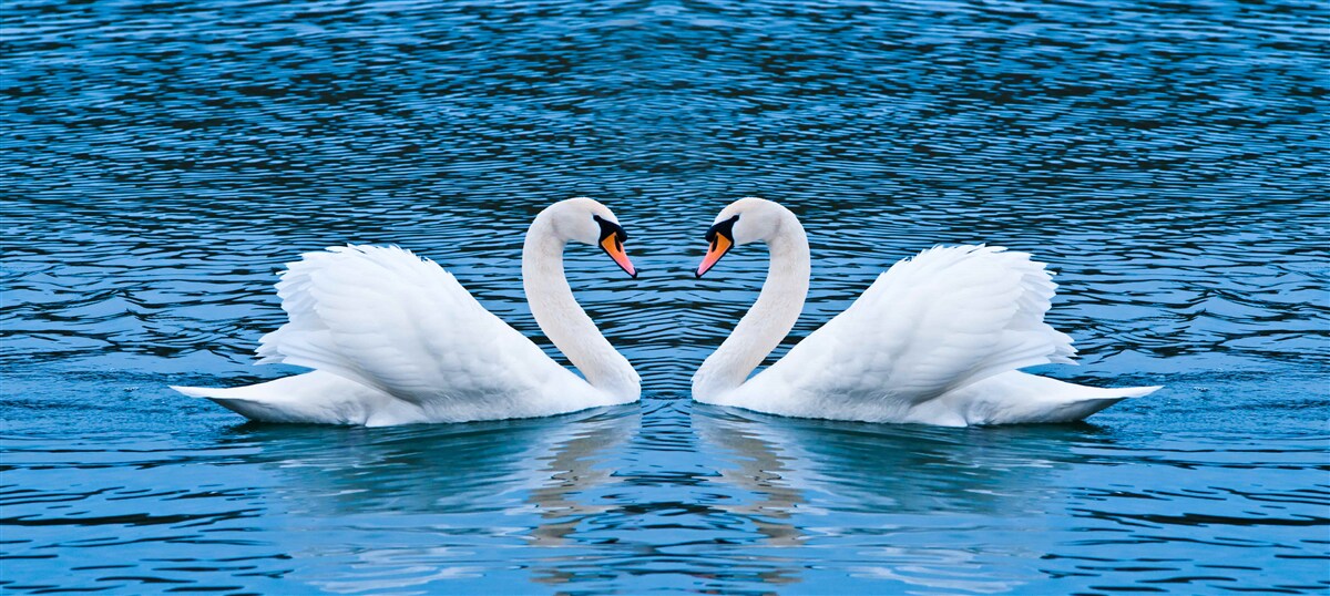 Fototapet o pereche de lebede pe suprafața apei creează o imagine de familie idilică