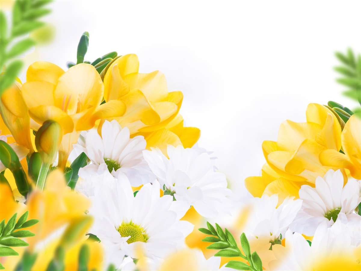 Fototapet margarete albe și frezii galbene