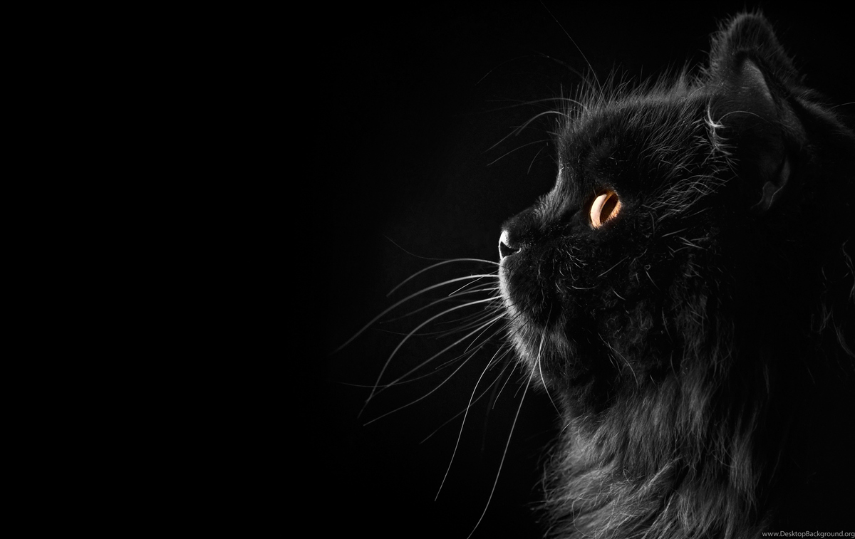 Fototapet pisică neagră cu ochi aurii