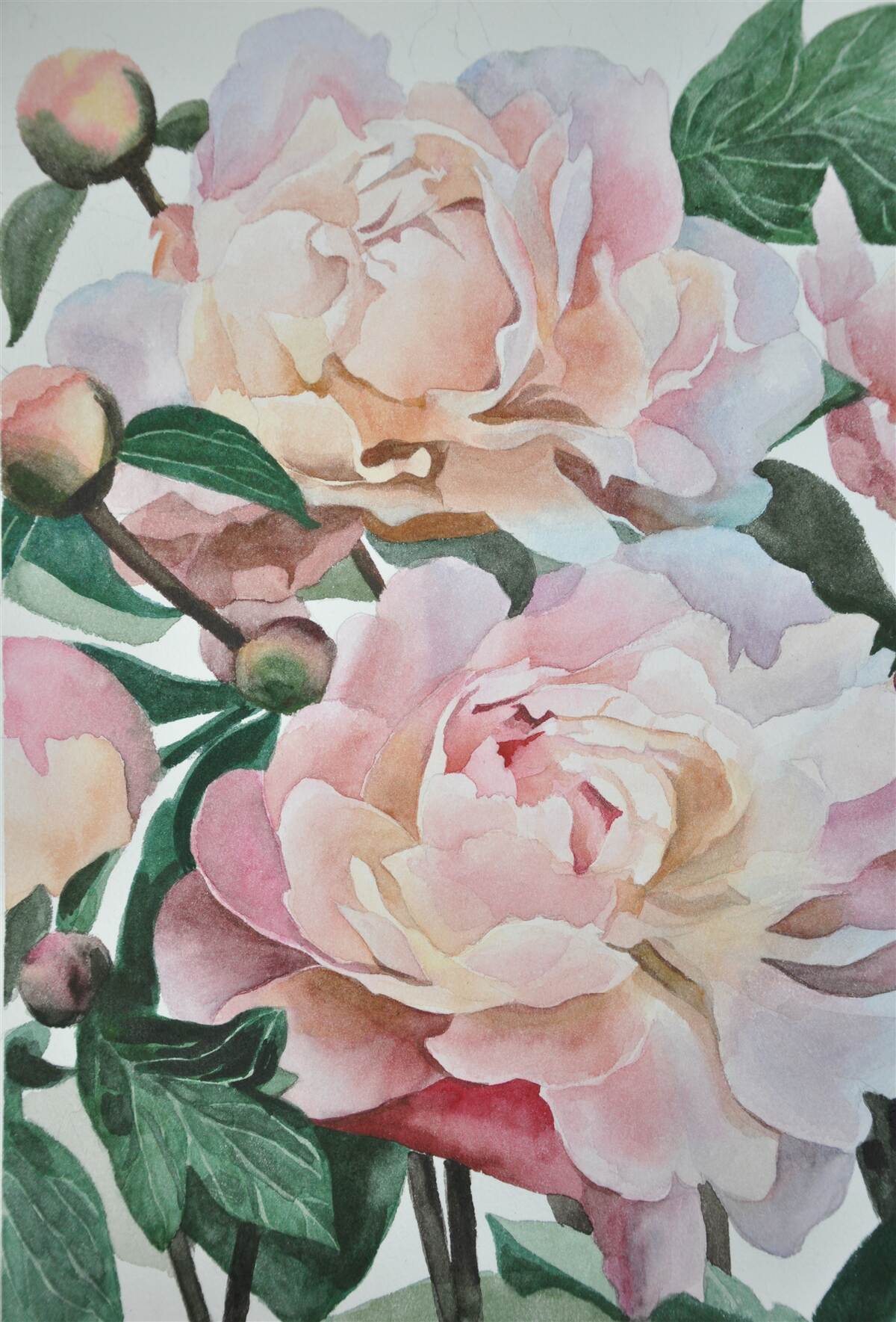 Fototapet bujori pictate în acuarelă