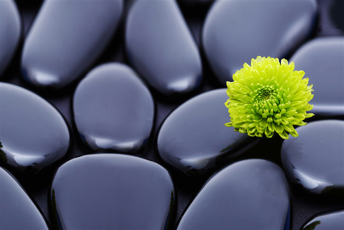 Fototapet o floare verde crește peste o barieră stâncoasă