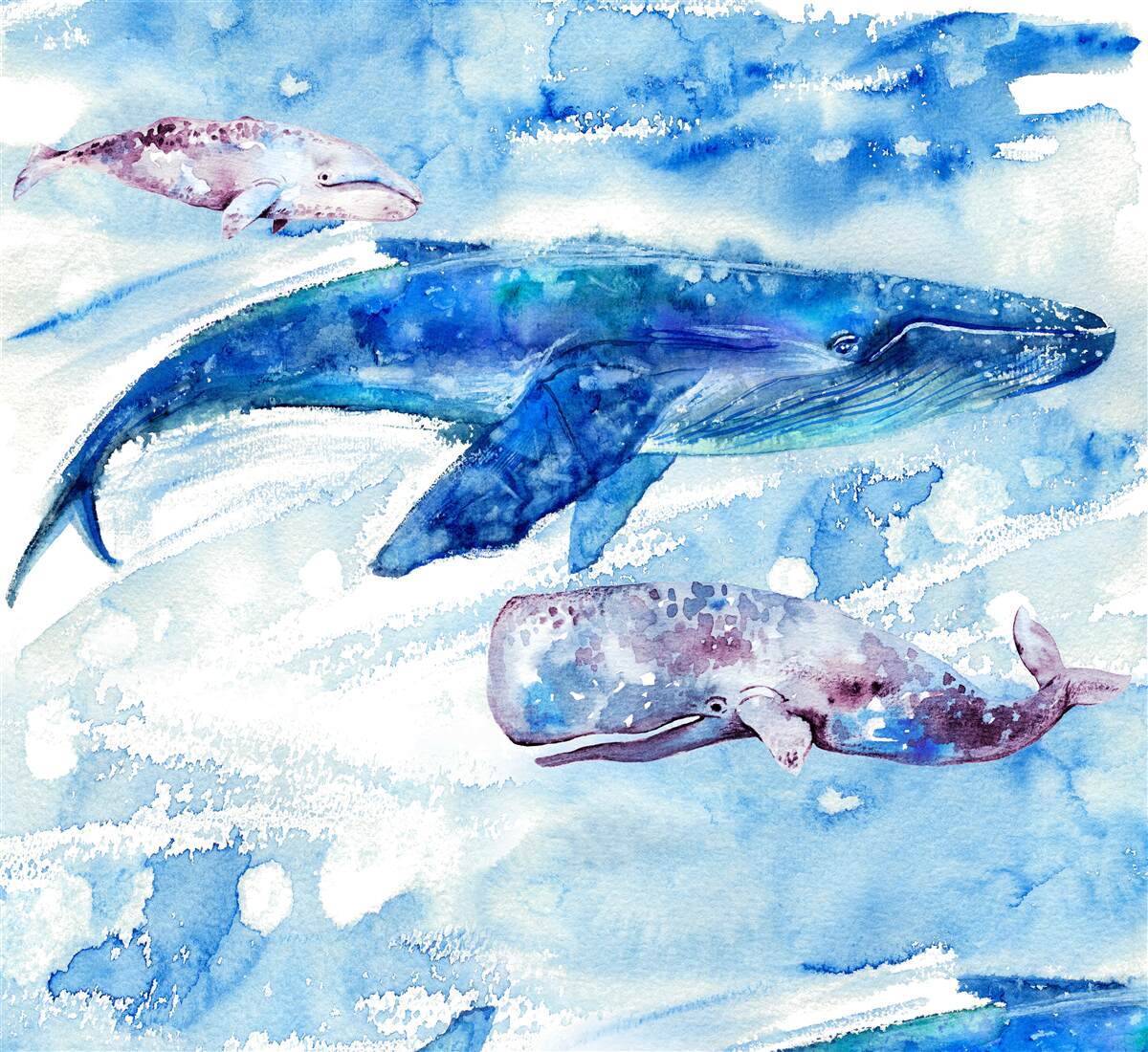 Fototapet consumul de apă al balenei albastre