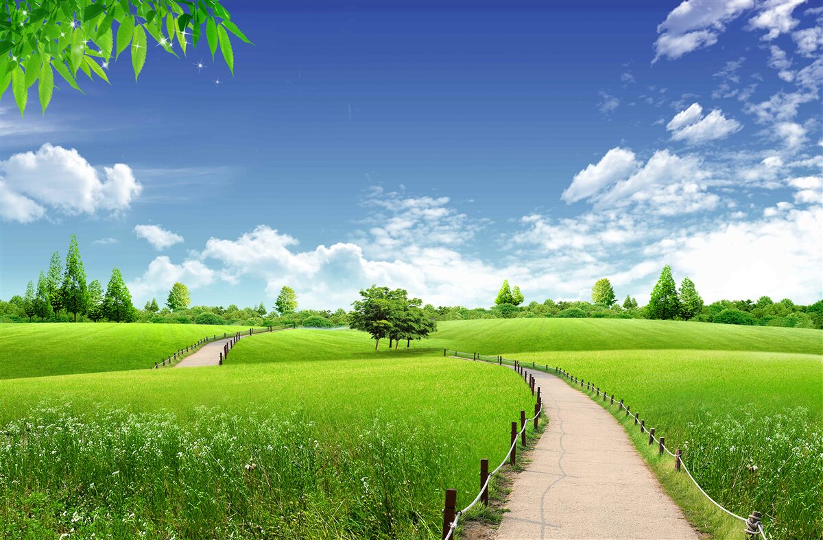 Fototapet Cărare între spațiile verzi