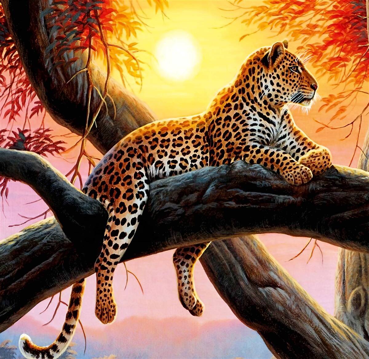 Fototapet leopardul se relaxează în zori