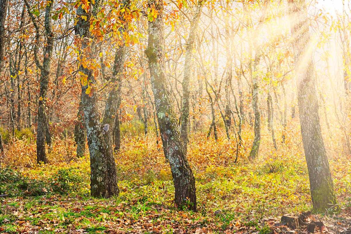 Fototapet Zori în tufișul de toamnă