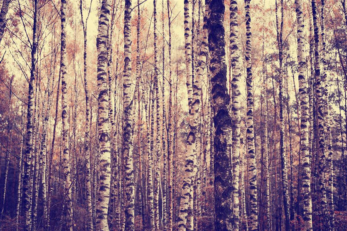 Fototapet elegant birch grove