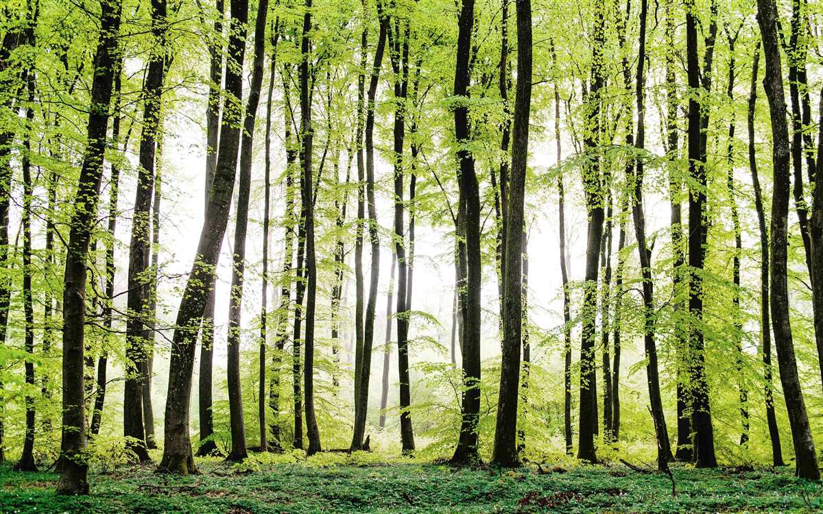 Fototapet copacii de dimineață se întindeau în sus ca niște coloane subțiri