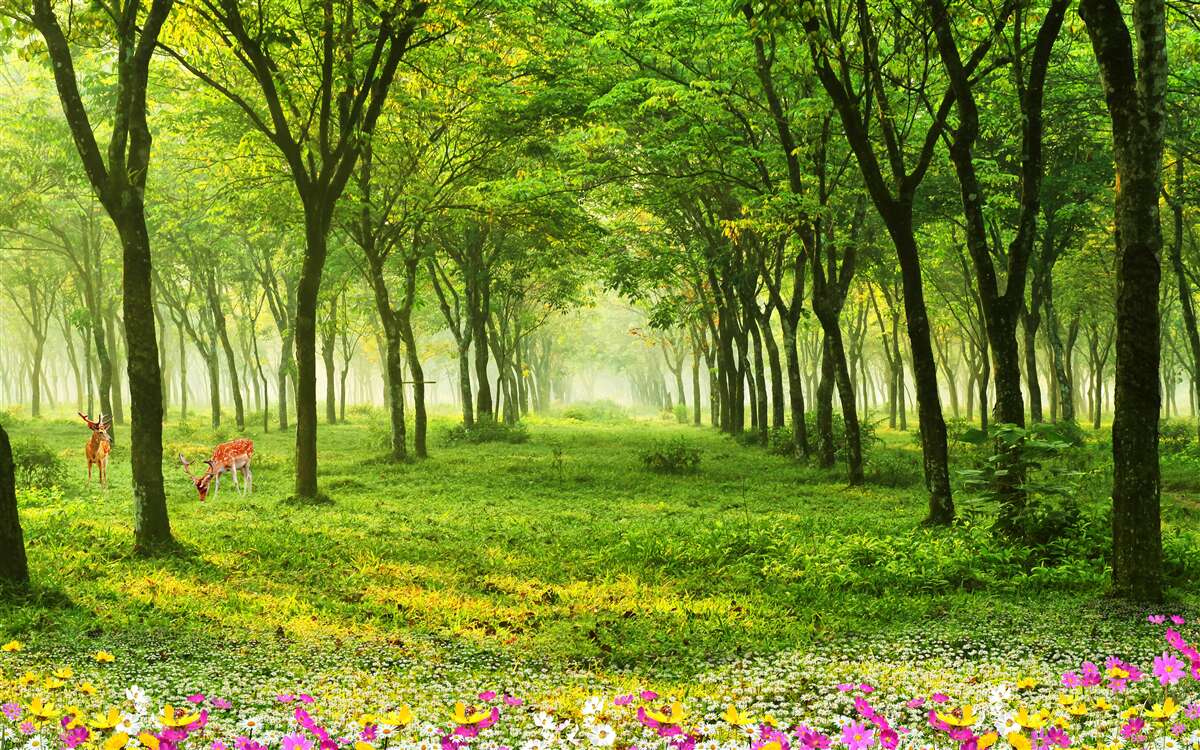 Fototapet Vedere uimitoare a unei păduri cu căprioare pe un fundal verde