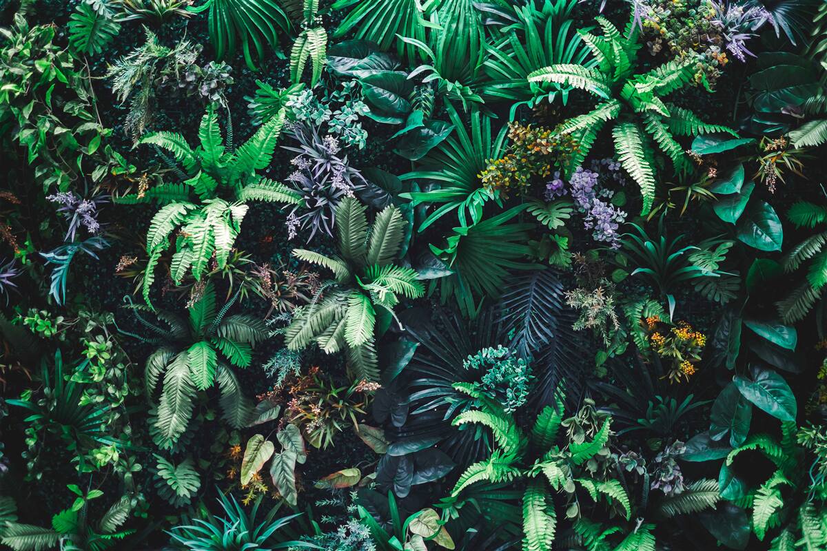 Fototapet flora și fauna pădurilor tropicale