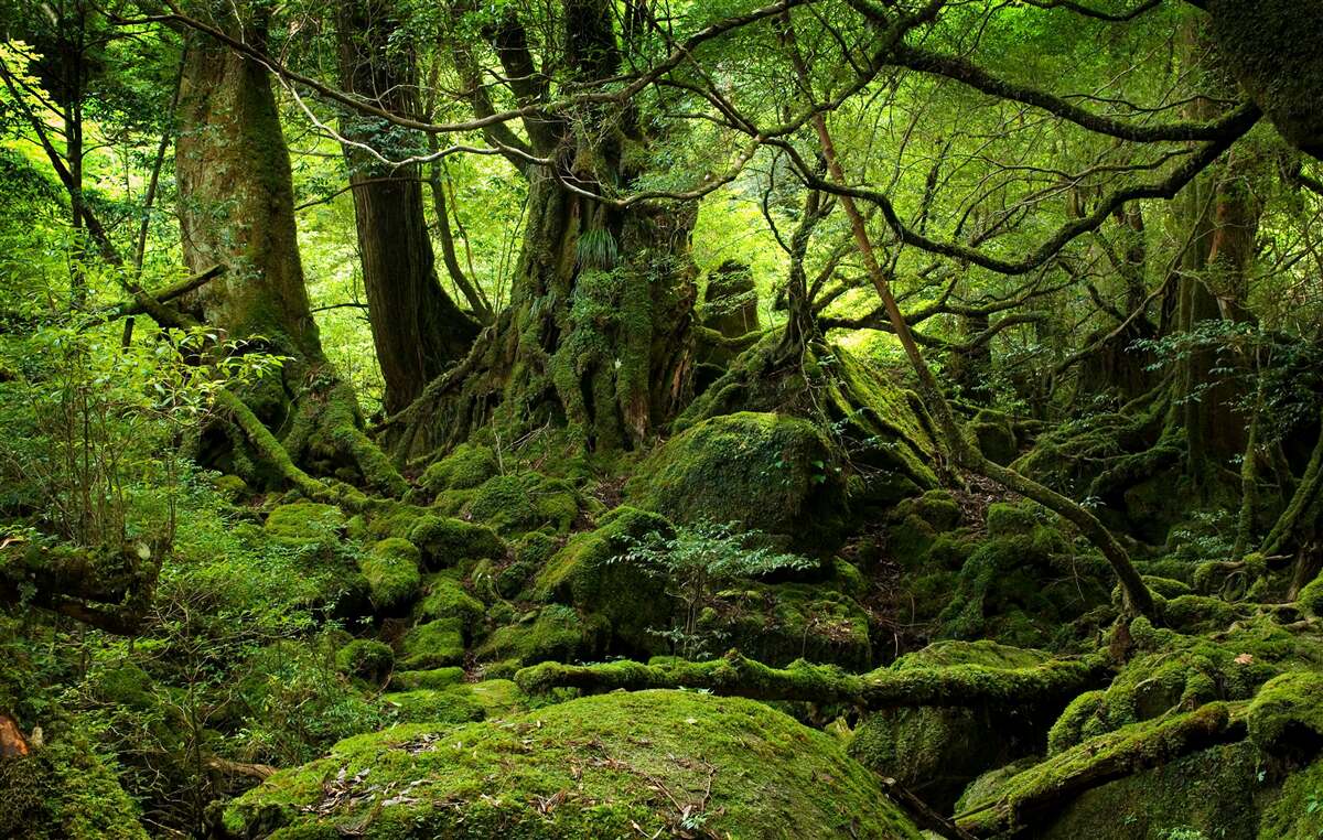 Fototapet pădure verde densă