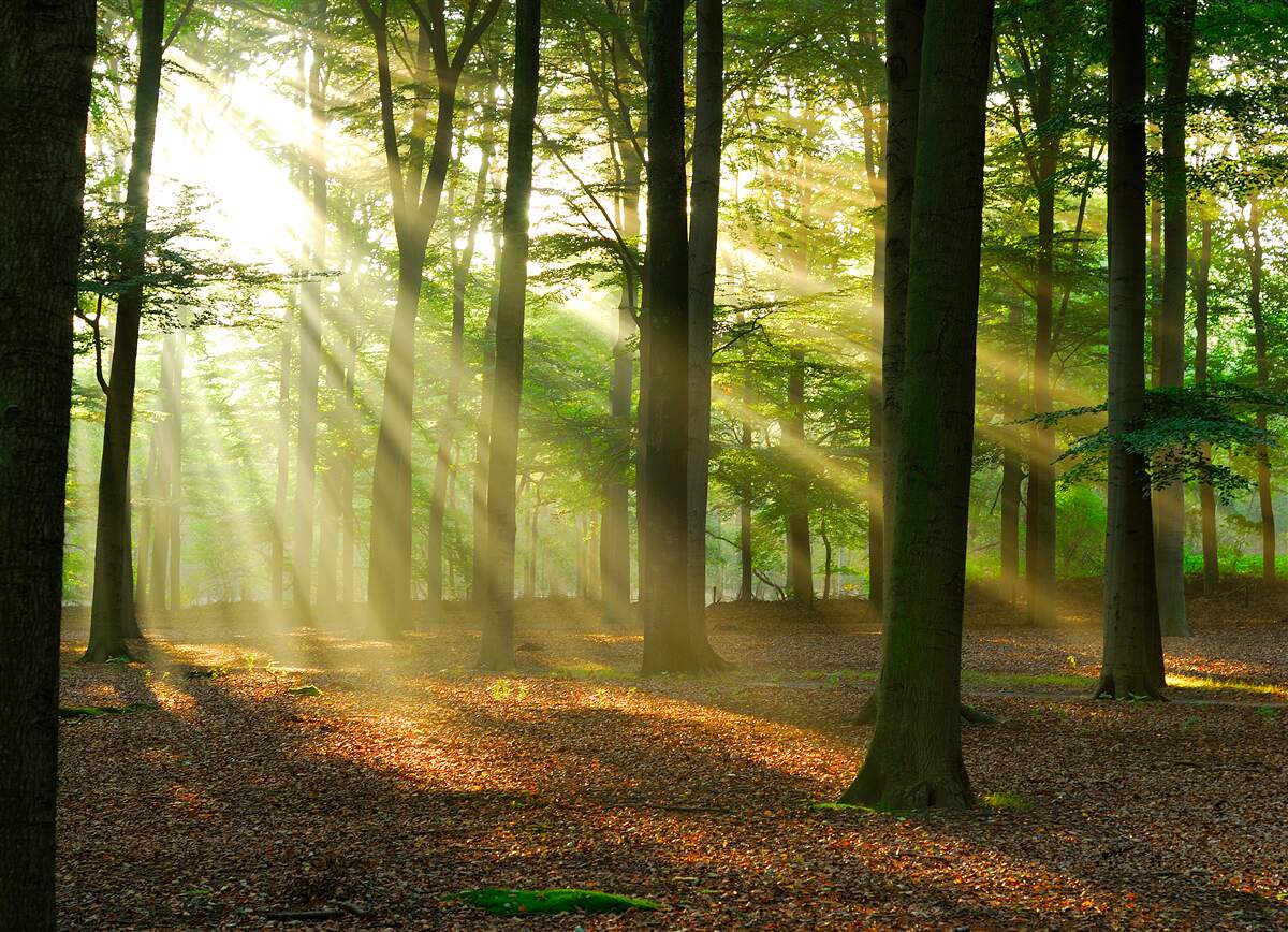 Fototapet razele soarelui pătrund în ceața dimineții în deșert