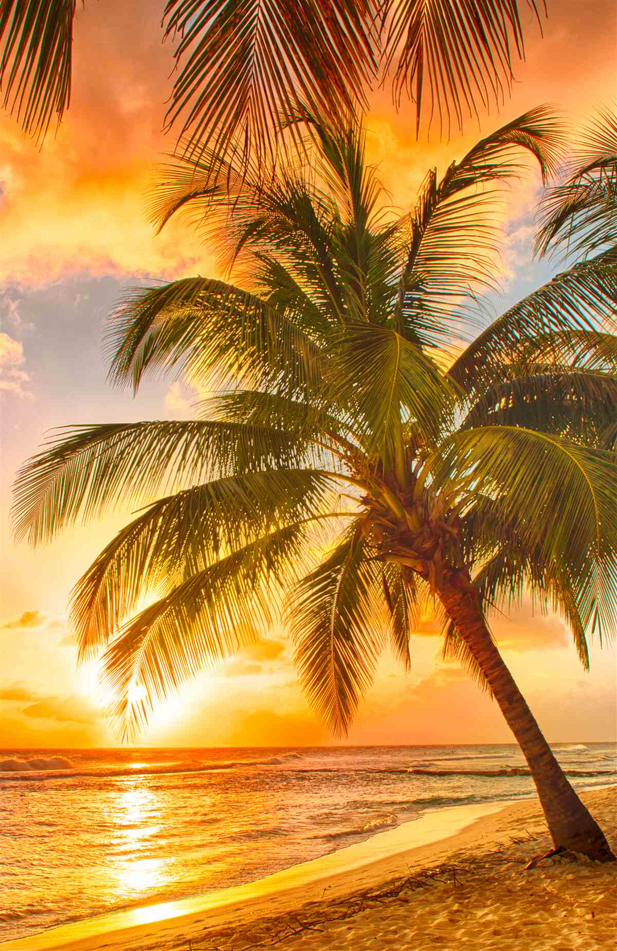 Fototapet apusul de soare luminează un palmier de pe plajă