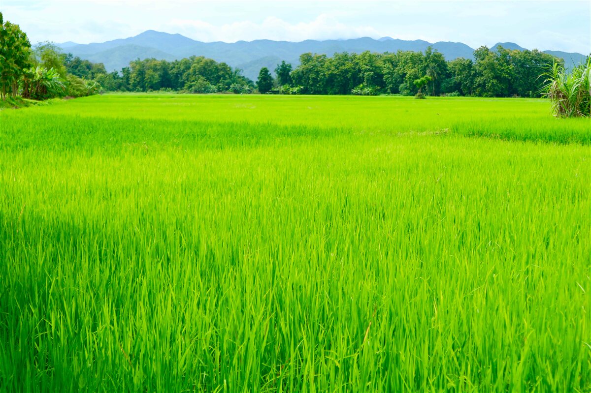 Fototapet Pajiște verde în munți