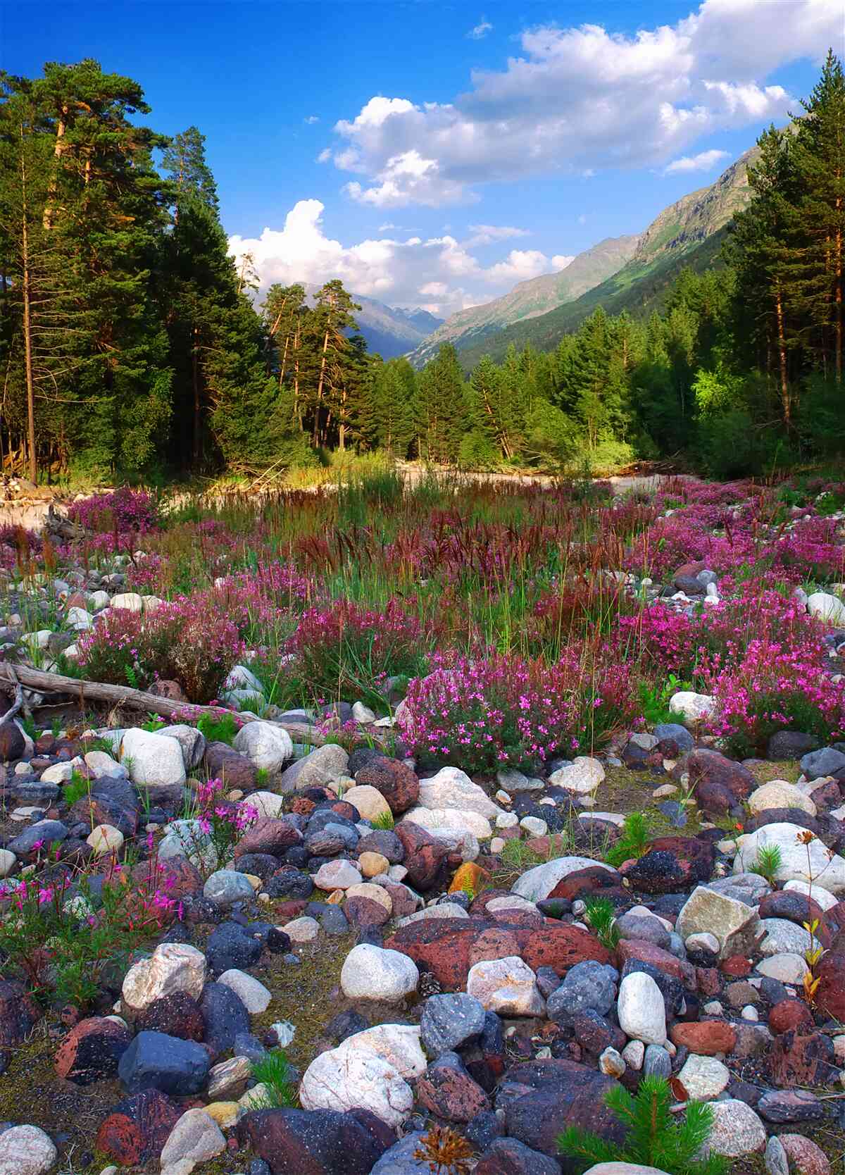 Fototapet blocuri multicolore și pin verde
