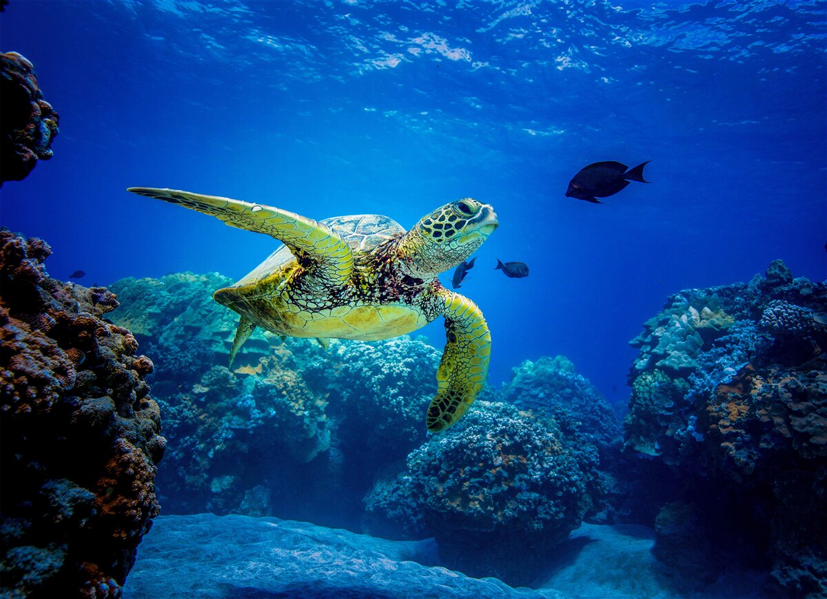 Fototapet Țestoasă în adâncurile albastre ale mării