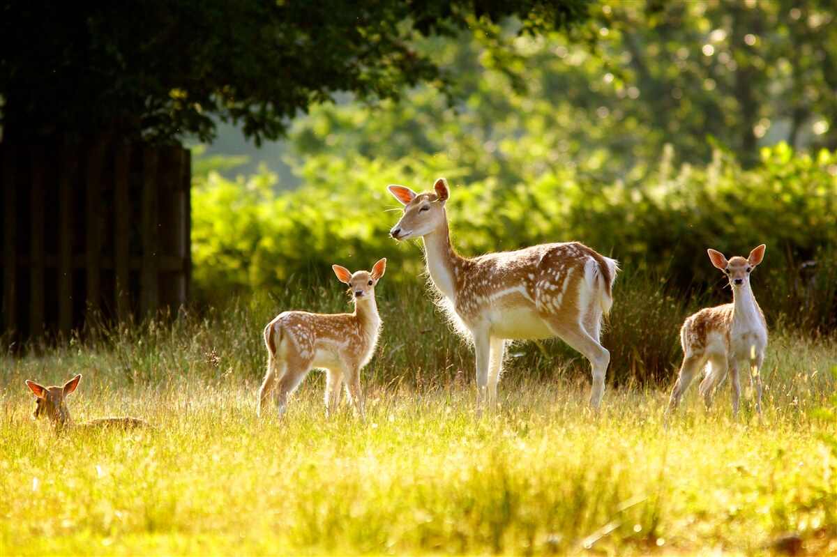 Fototapet un grup de căprioare pestrițe pasc pe un câmp