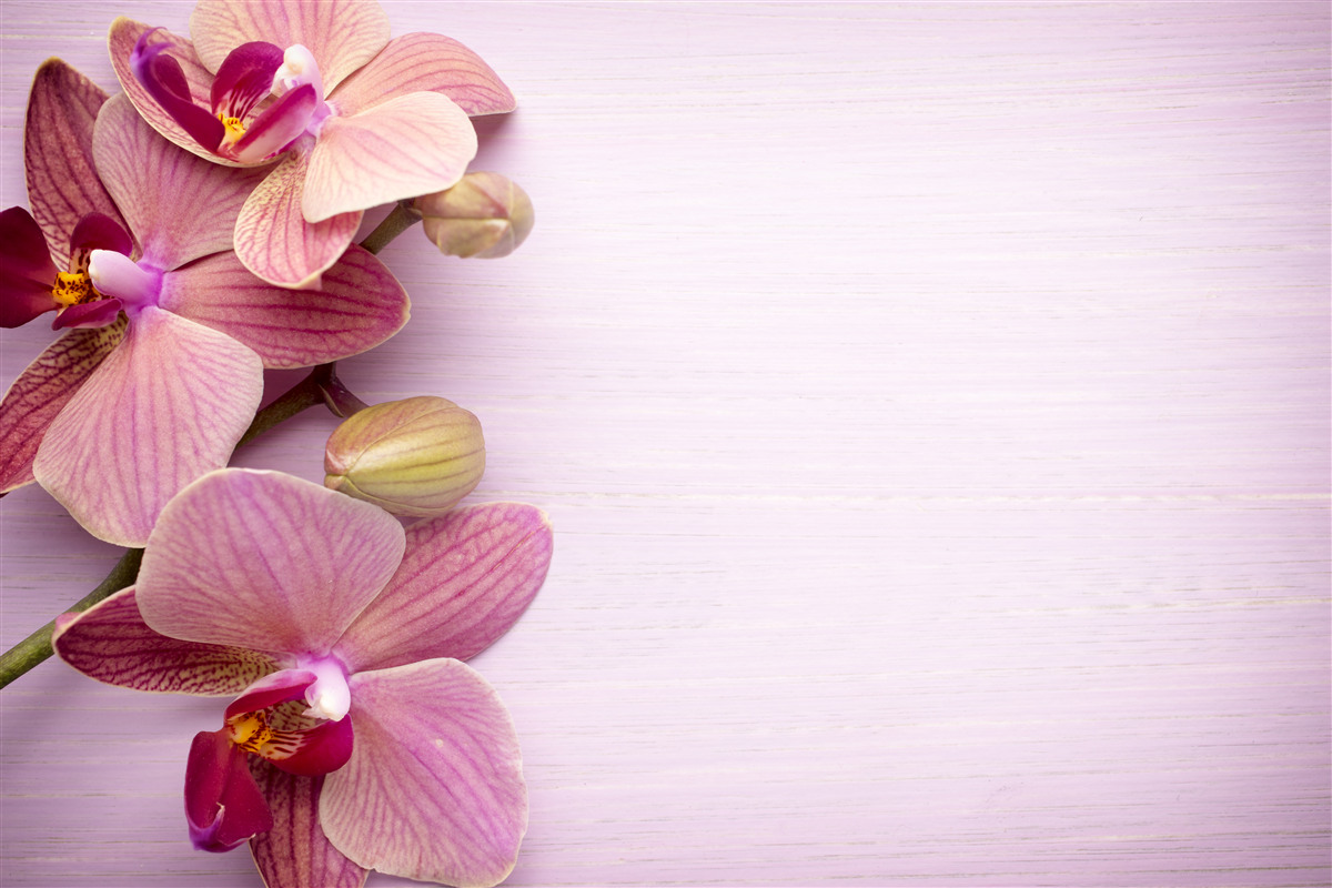 Fototapet Orhideele au o frumusețe roz uimitoare