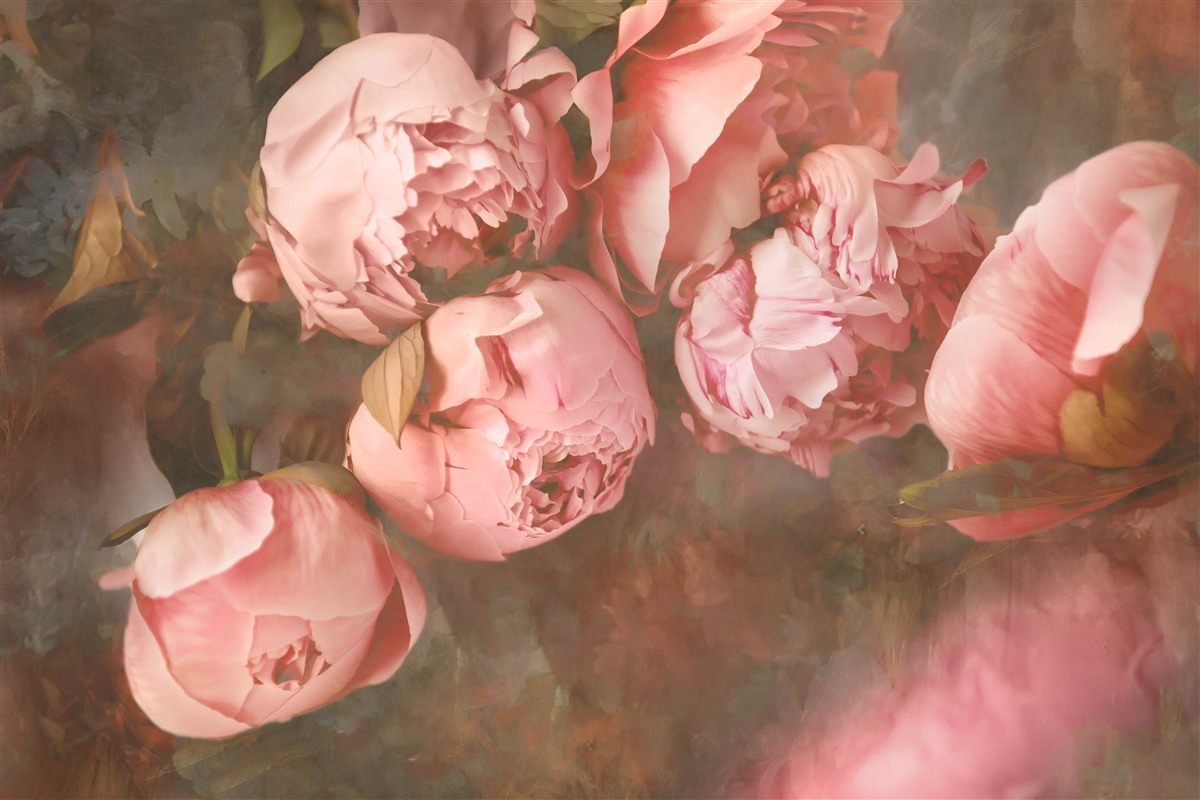 Fototapet bujori roz în nuanțe delicate