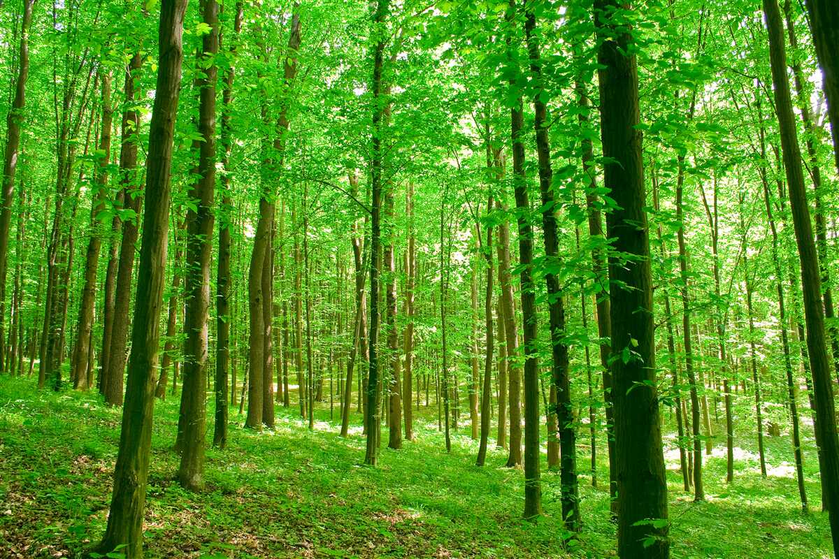 Fototapet pădure subțire de vară cu copaci foioși