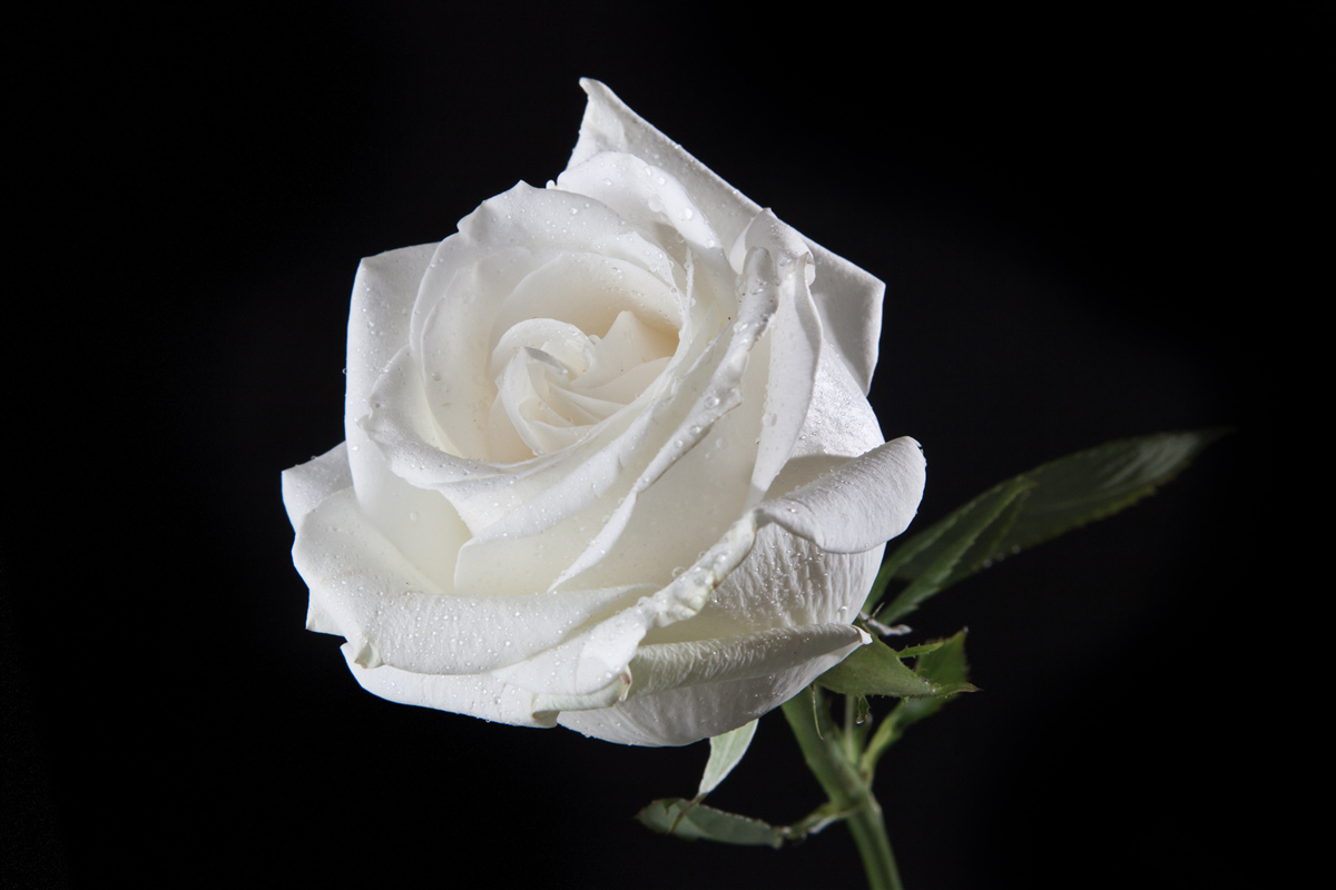 Fototapet fundalul negru evidențiază albul trandafirului