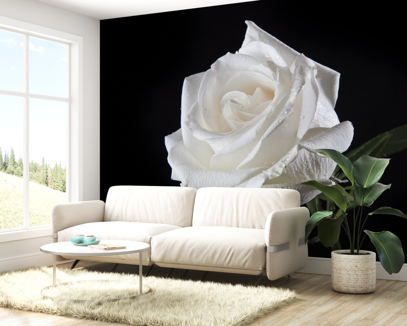 Fototapet fundalul negru evidențiază albul trandafirului