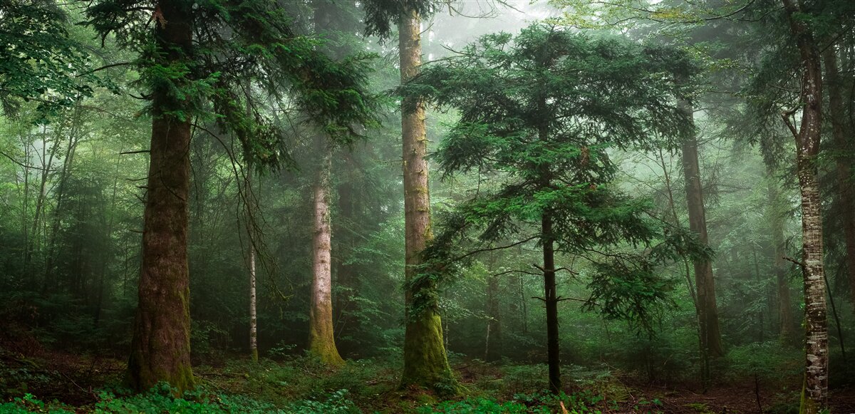 Fototapet vechea pădure de conifere este învăluită într-o ceață densă