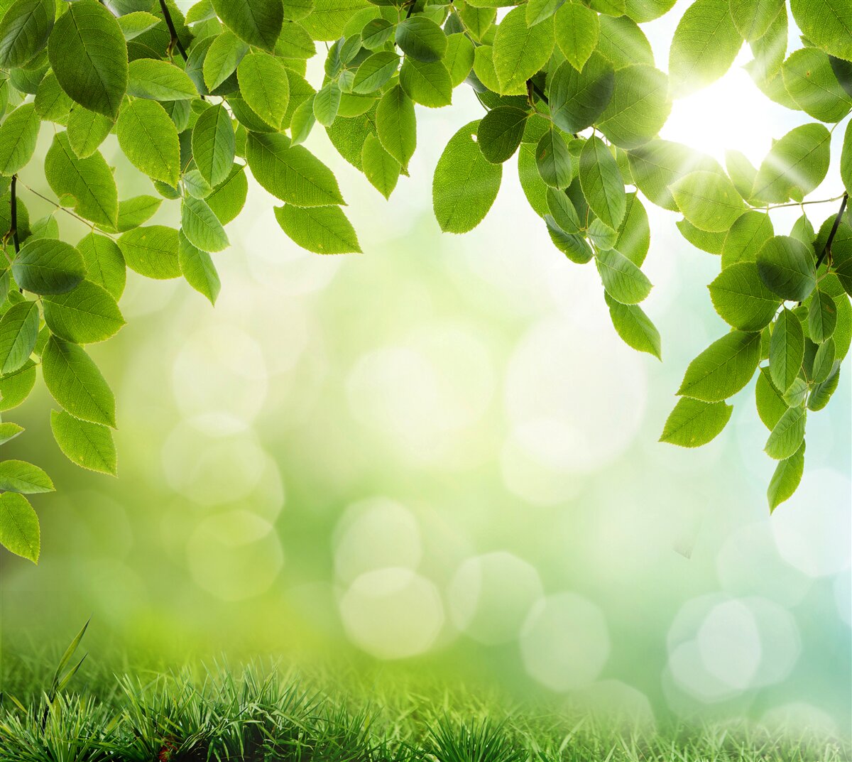 Fototapet soarele în strălucirea sa și frunzele decorate cu picături verzi