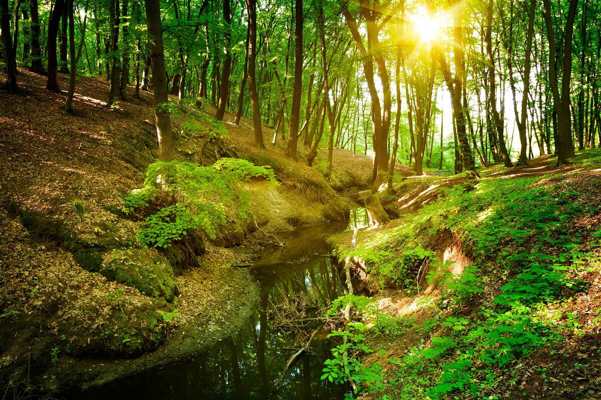 Fototapet lumina soarelui de dimineață într-o pădure verde plină de frunze