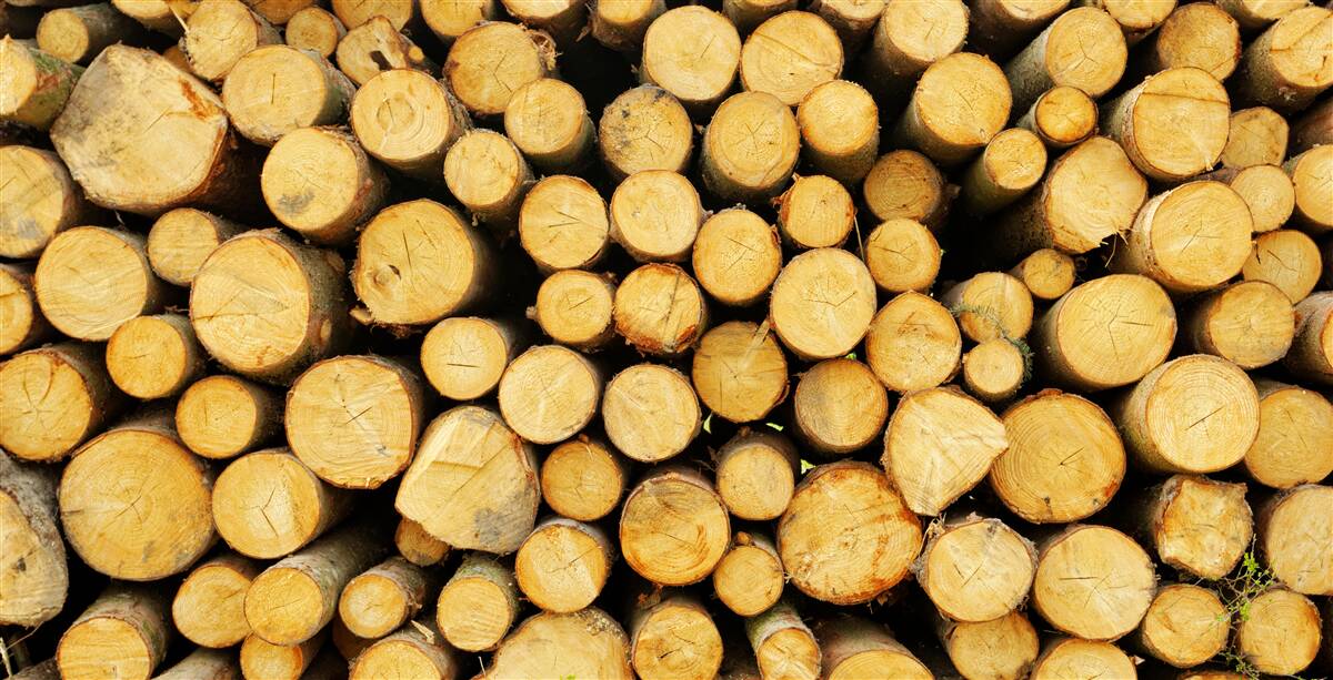 Fototapet grămadă de lemne de foc tăiate