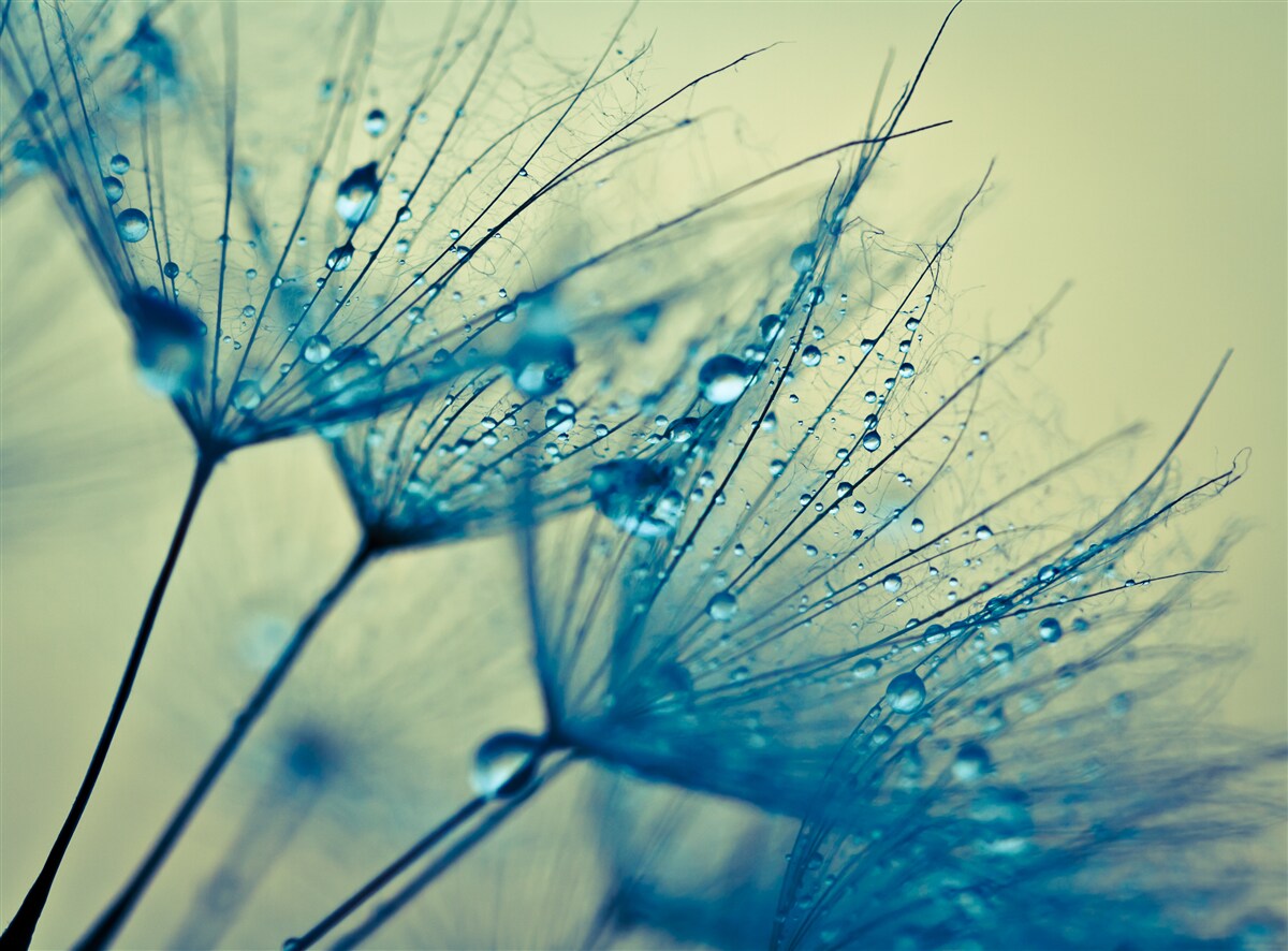 Fototapet păpădie decorată cu picături de apă