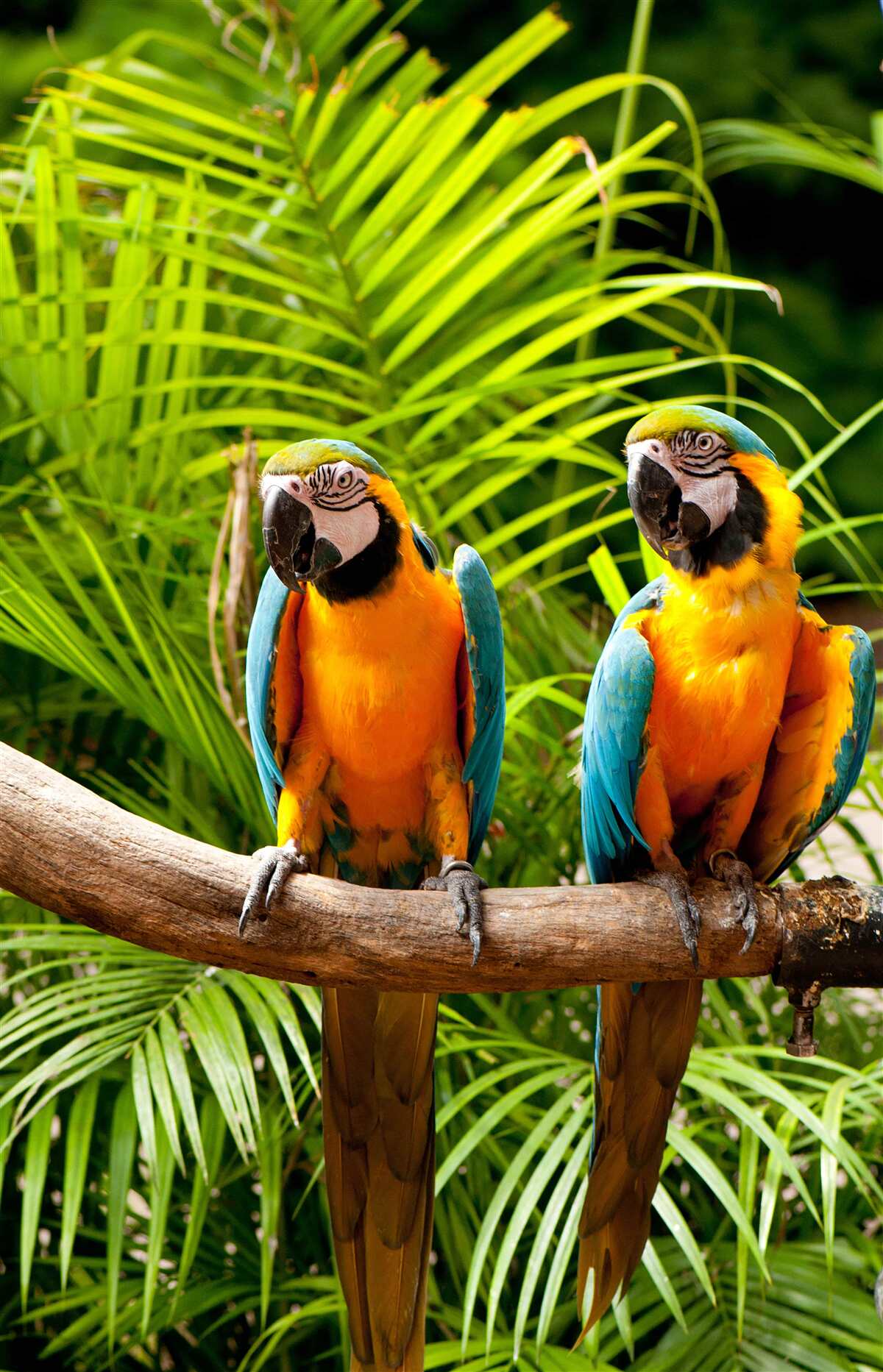 Fototapet două ares așezate pe ramuri de palmier