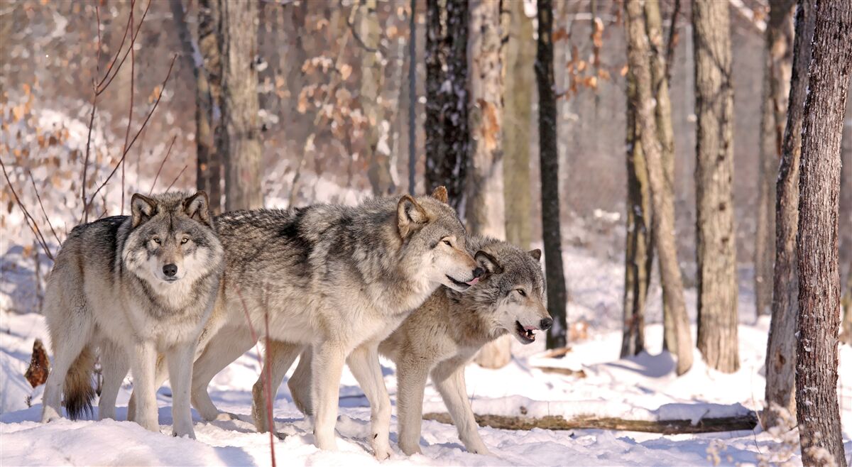 Fototapet un grup de lupi se plimbă prin desișul unei păduri de iarnă