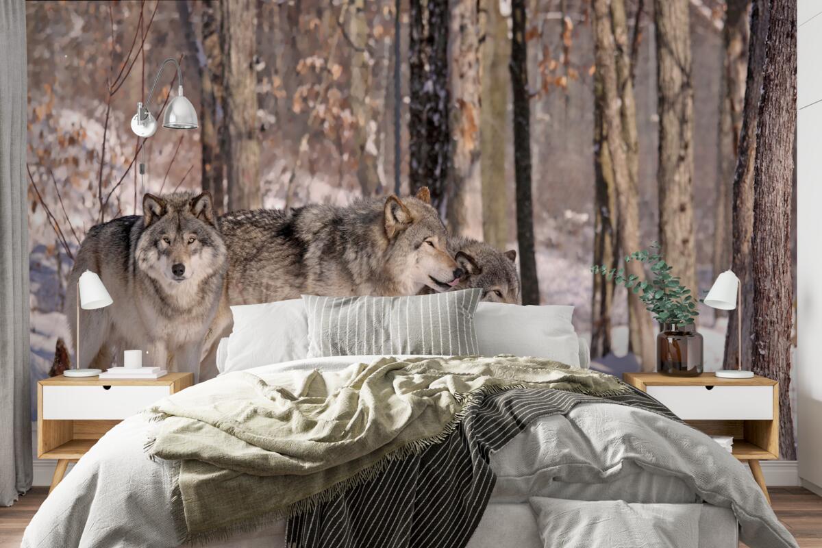 Fototapet un grup de lupi se plimbă prin desișul unei păduri de iarnă