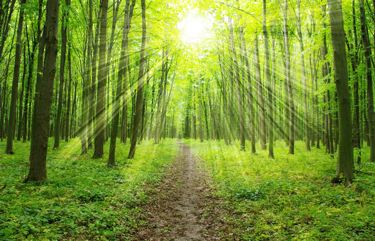 Fototapet Razele soarelui din pădurea verde și luxuriantă luminează totul în jur