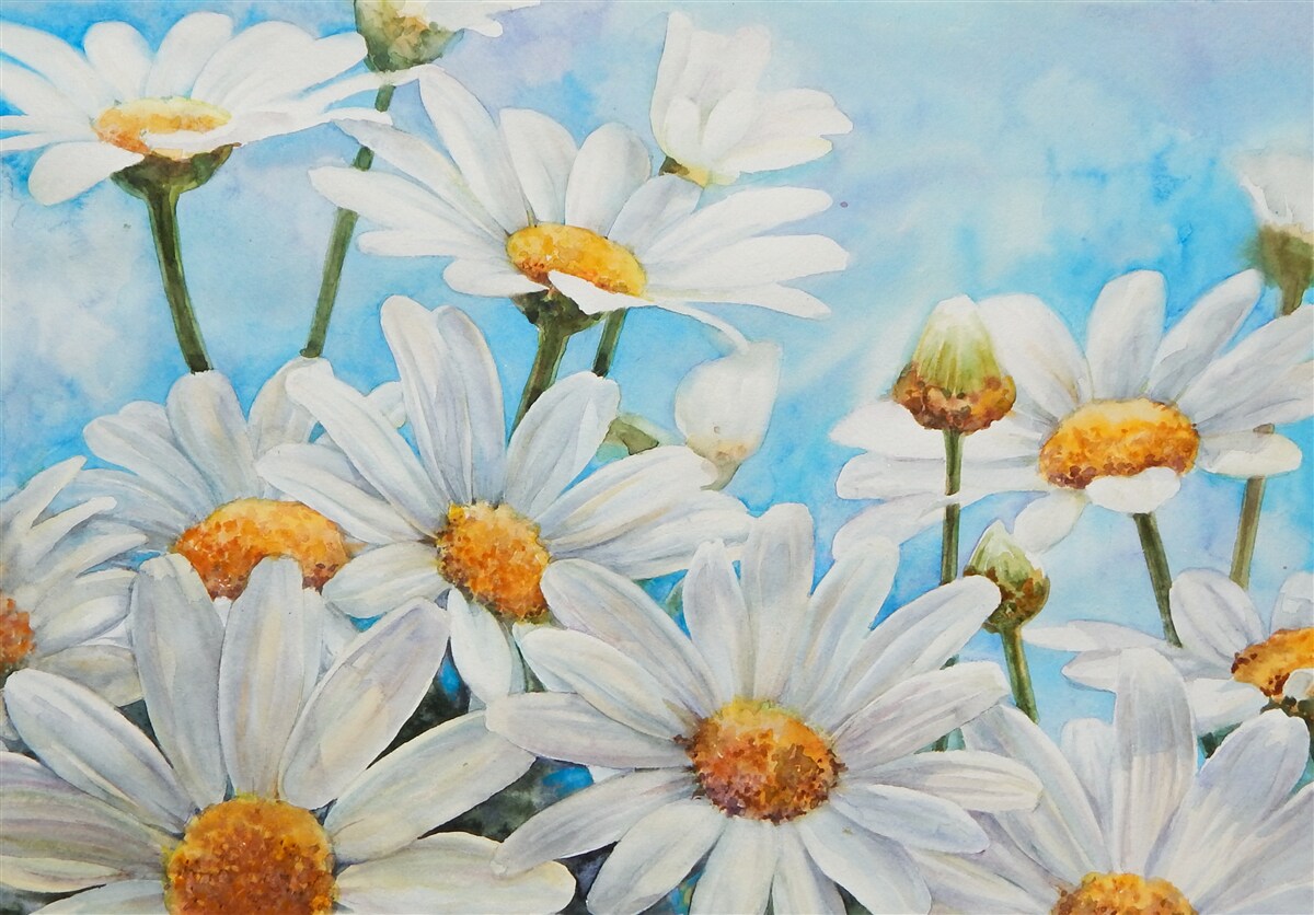 Fototapet împotriva cerului se întinde un câmp presărat cu margarete albe de vară