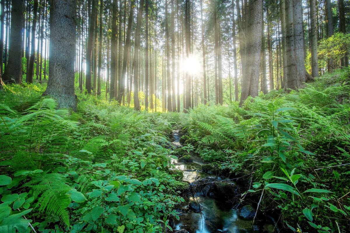 Fototapet razele soarelui pătrund în pădurea deasă