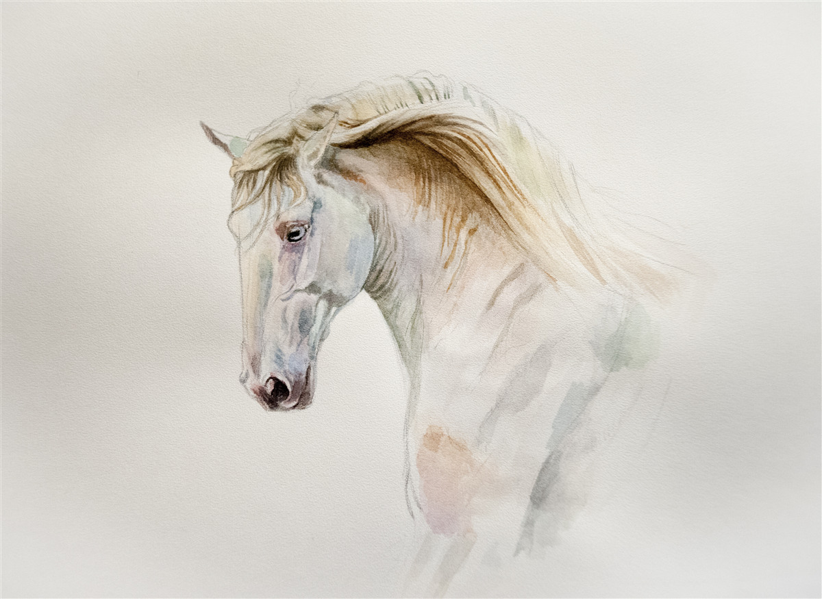 Fototapet calul alb în mișcare