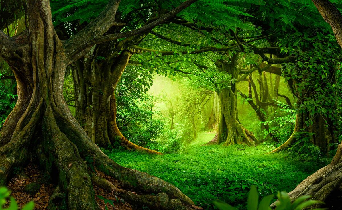 Fototapet copaci bătrâni într-un tufiș verde