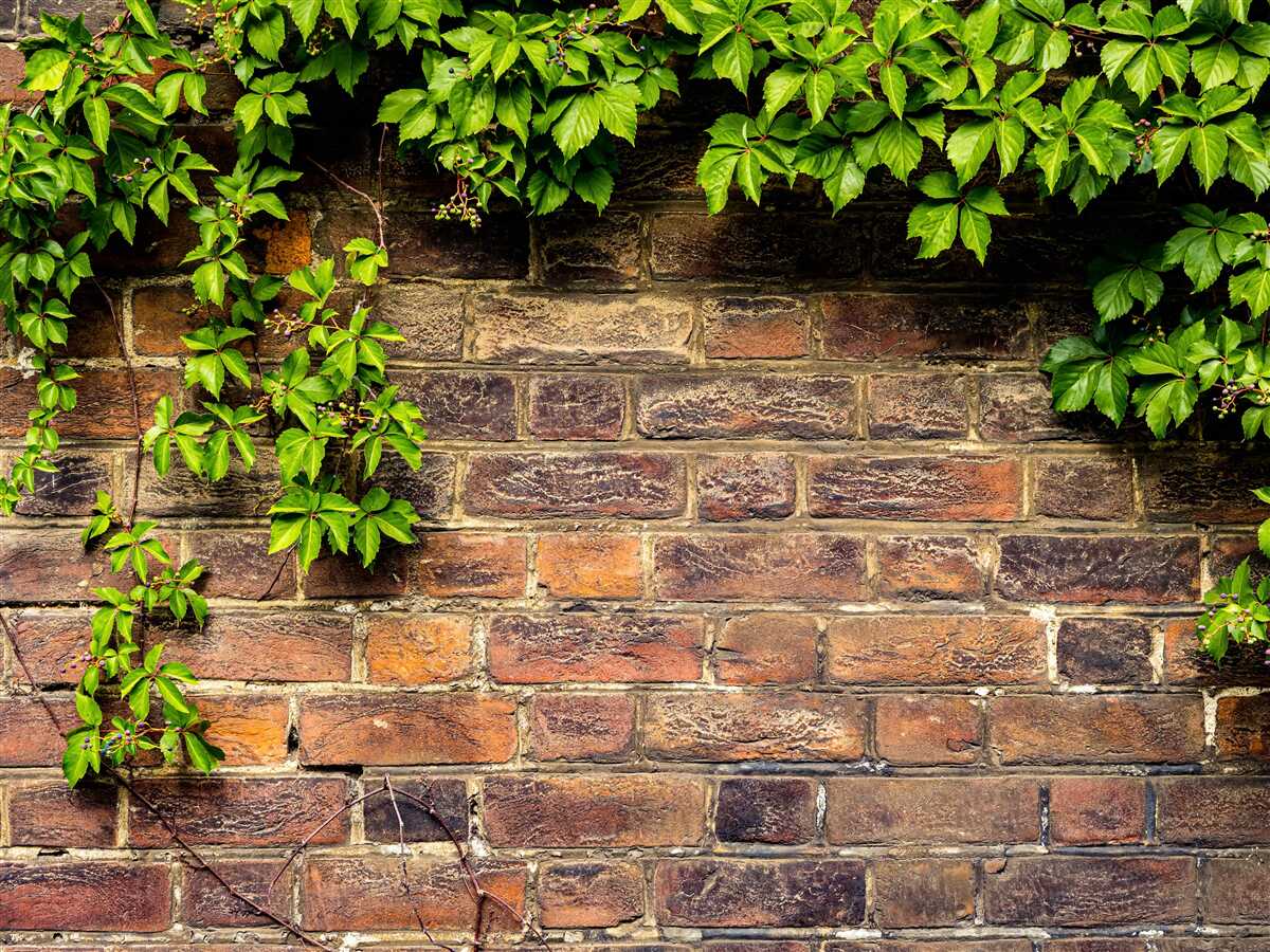 Fototapet Perete de cărămidă învelit cu plante verzi