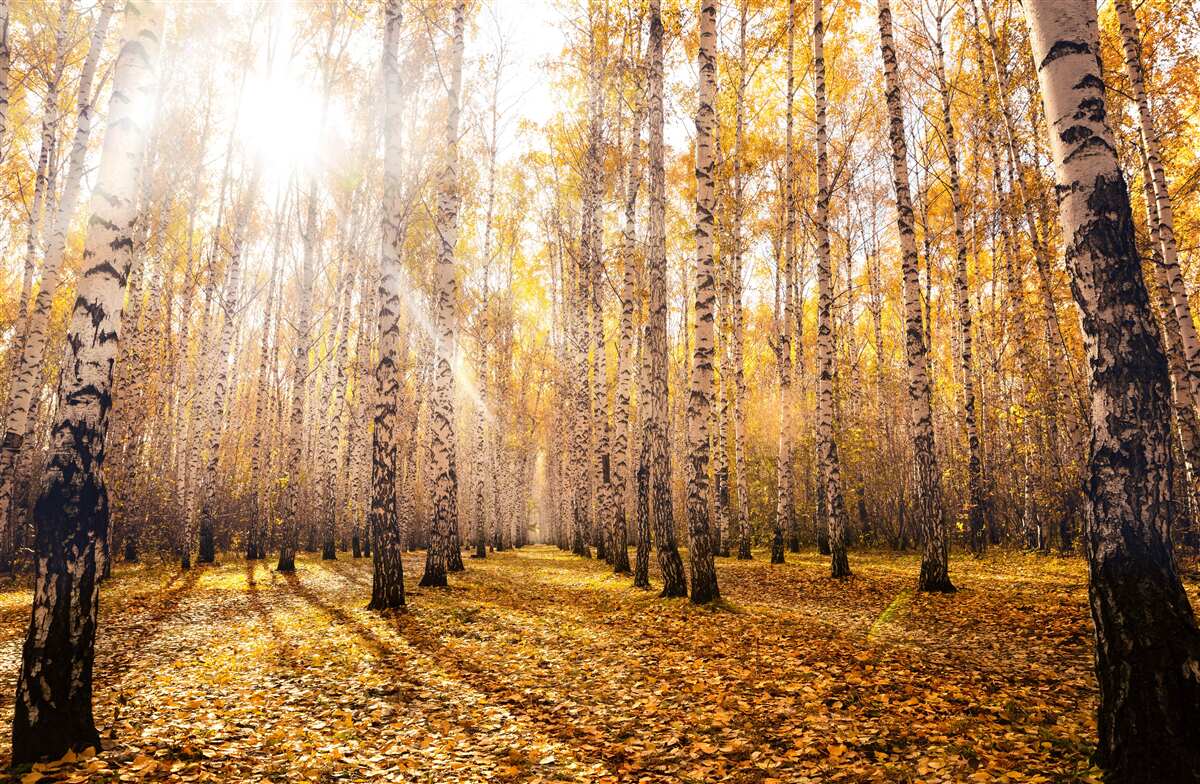 Fototapet străfulgerat în zorii unui crâng de toamnă