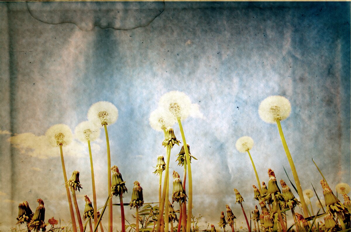 Fototapet apusul de soare este întâmpinat de păpădii grațioase