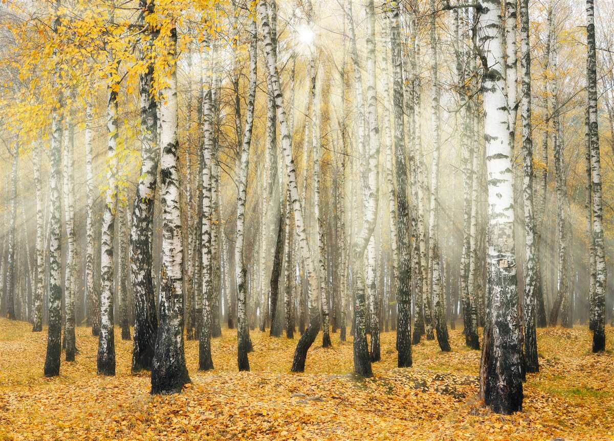 Fototapet Frunze de mesteacăn căzute într-o pădure de toamnă