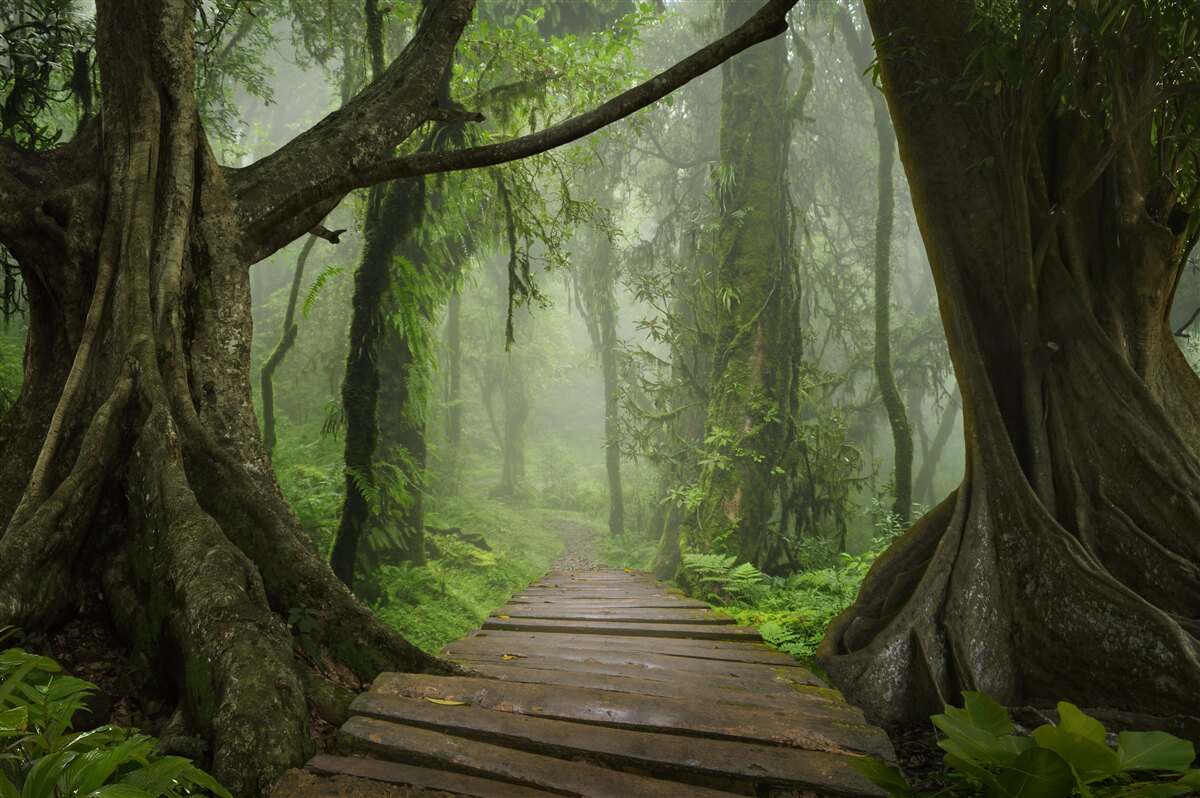 Fototapet cărare mistică înconjurată de o pădure luxuriantă