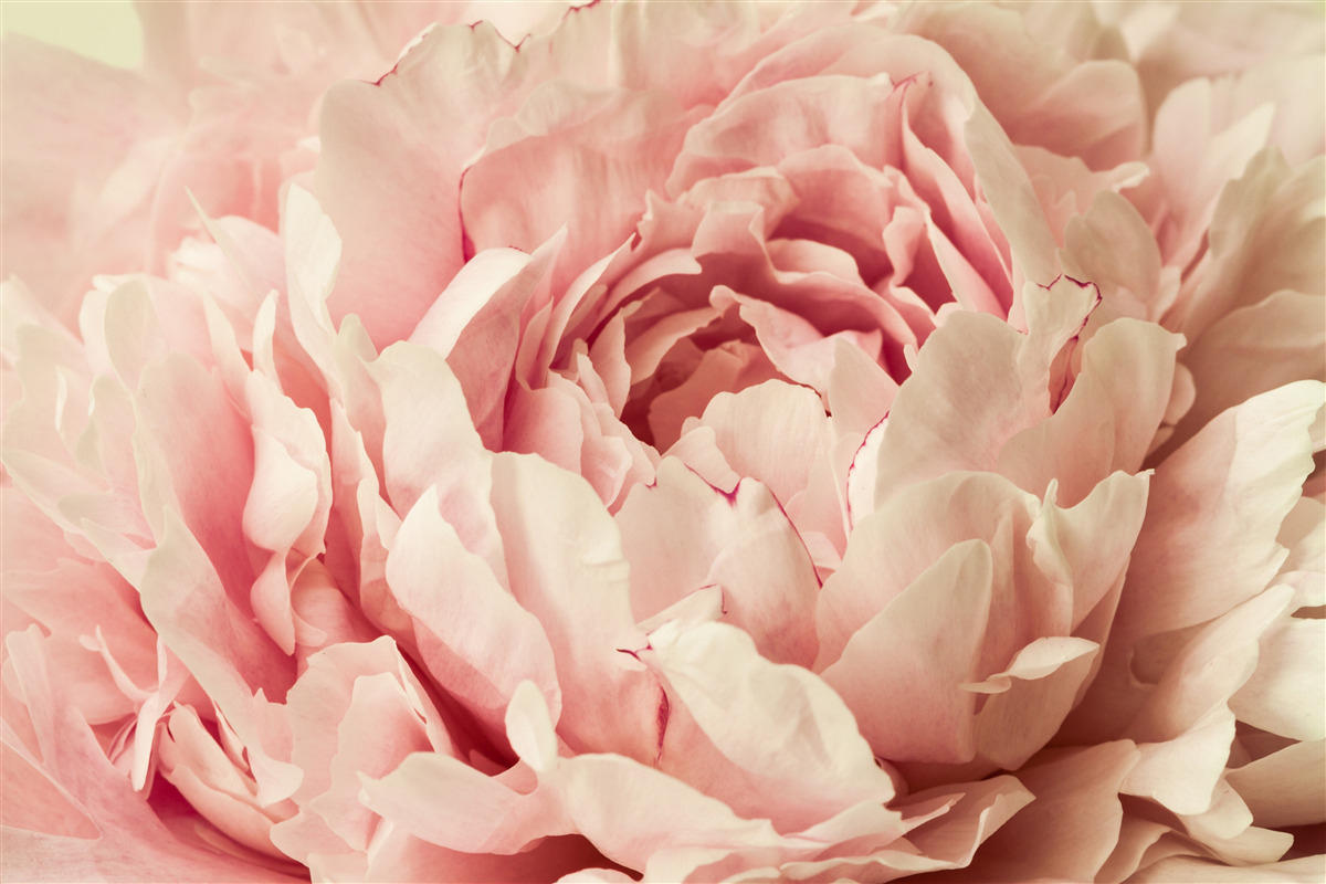 Fototapet granule fine de flori de aster