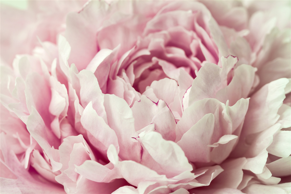 Fototapet frunzele moi ale florii roz