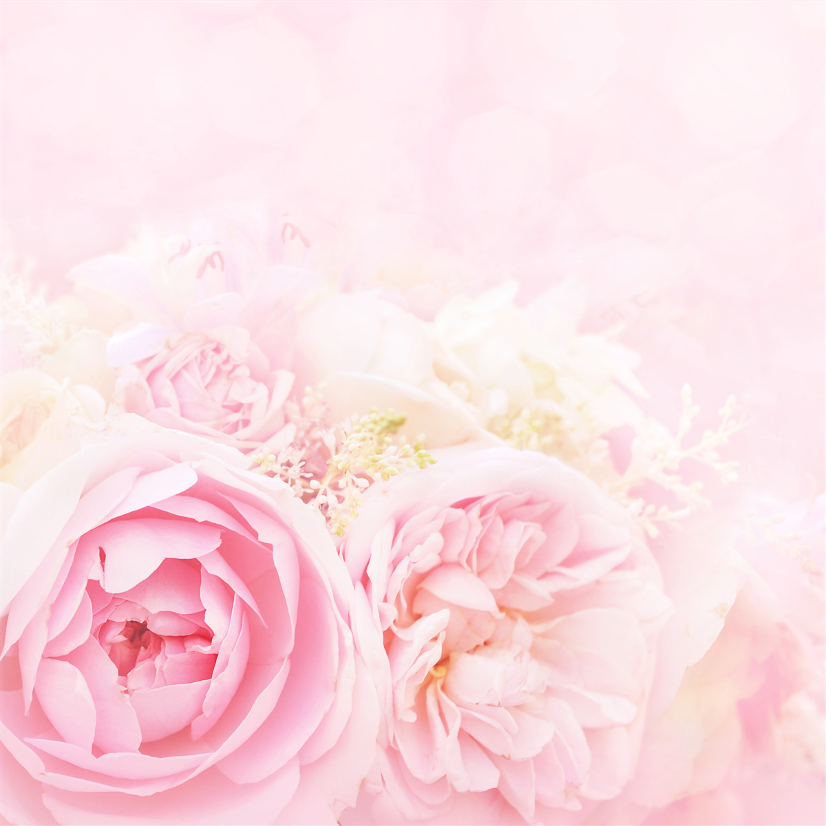 Fototapet bujor roz trandafir set